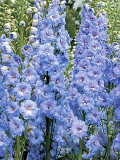 Delphinium Blue Lace, Pied d Alouette Delphinium Blue Lace, Pied d Alouette