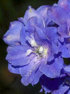 Delphinium Blue Triumphator, Pied d Alouette Delphinium Blue Triumphator, Pied d Alouette