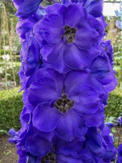 Delphinium Bruce - Pied d'Alouette vivace Delphinium Bruce - Pied d'Alouette vivace