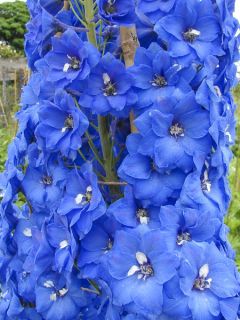 Delphinium Cristella, Pied d Alouette Delphinium Cristella, Pied d Alouette
