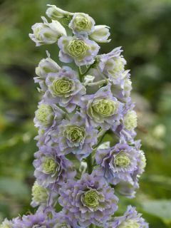 Delphinium Crystal Delight - Pied d'alouette élevé Delphinium Crystal Delight - Pied d'alouette élevé