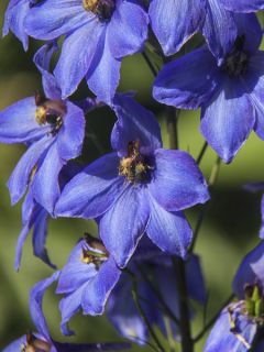Delphinium F.W. Smith, Pied d Alouette Delphinium F.W. Smith, Pied d Alouette