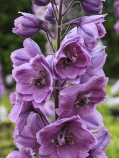 Delphinium Dusky Maiden, Pied d Alouette Delphinium Dusky Maiden, Pied d Alouette
