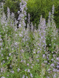 Pied d'alouette bisannuel requienii Pied d'alouette bisannuel requienii