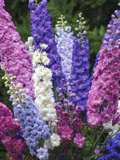 Delphinium New Zealand Doubles Mixed Delphinium New Zealand Doubles Mixed