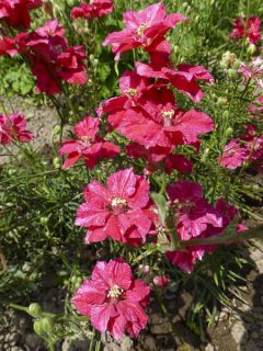 Graines de Delphinium Deep red - Pied d'Alouette annuel rouge Graines de Delphinium Deep red - Pied d'Alouette annuel rouge