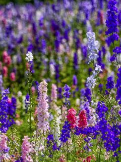 Delphinium Larkspur Little Rocket Mix Delphinium Larkspur Little Rocket Mix