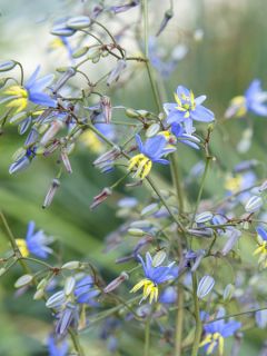 Dianella revoluta Coolvista