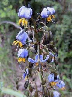 Dianella tasmanica