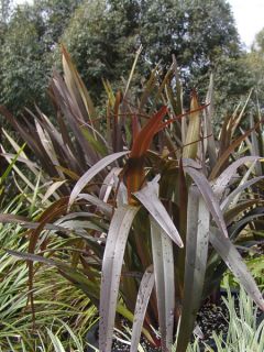 Dianella tasmanica Blaze