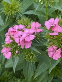 Dianthus barbatus Pink Beauty, Oeillet