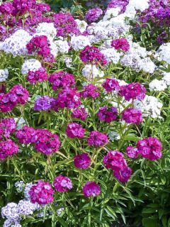 Œillet des poètes simple Précurseur à couper - Dianthus barbatus