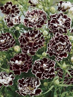 Œillet 'Chianti' Œillet 'Chianti'