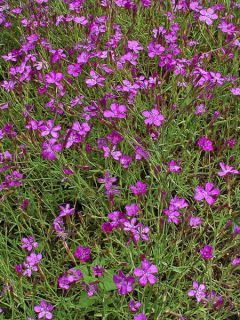 Graines d'Oeillet deltoïde Lindoya - Dianthus deltoides