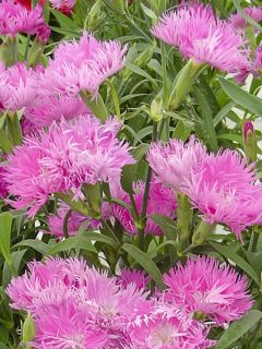 Œillet 'Elegance Pink F1'