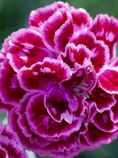 Dianthus plumarius Laced Monarch - Oeillet mignardise Dianthus plumarius Laced Monarch - Oeillet mignardise