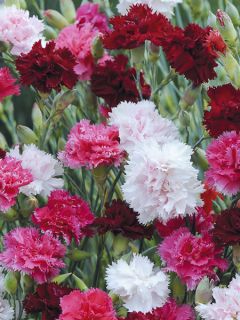 Graines de Dianthus plumarius Sonata - Oeillet mignardise double en mélange rose Graines de Dianthus plumarius Sonata - Oeillet mignardise double en mélange rose