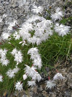 Dianthus spiculifolius, Oeillet Dianthus spiculifolius, Oeillet