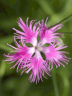 Dianthus superbus Primadonna, Oeillet