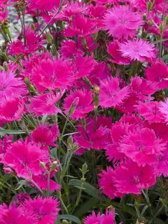 Œillet à plumet 'Suntory Pink' Œillet à plumet 'Suntory Pink'