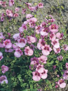 Graines de Diascia barberae Rose Queen - Diascie rose