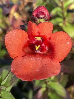 Diascia 'Genta Papaya'