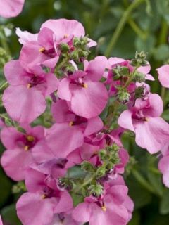 Diascia 'Genta Pink'