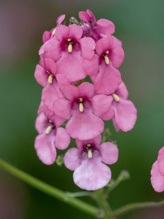 Diascia personata