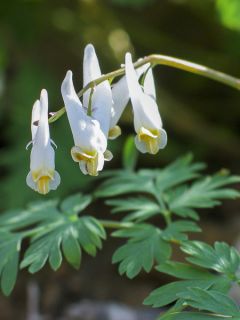 Dicentra cucullaria - dicentre à capuchon 