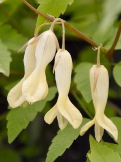 Coeur de Marie, Dicentra macrantha