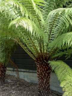 Fougère arborescente - Dicksonia fibrosa, tronc de 15/25cm