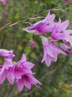 Canne à pêche aux anges 'Pink Rocket'