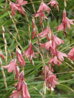 Canne à pêche des anges - Dierama igneum