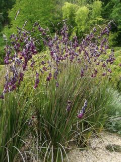 Canne à pêche des anges 'Merlin'