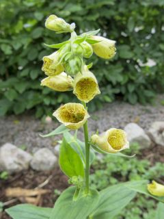 Digitale, Digitalis ciliata