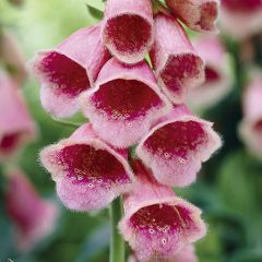 Digitale 'Summer King'