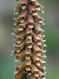 Digitale Milk Chocolate 