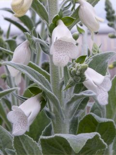 Graines de Digitale Silver Fox Improved - Digitalis purpurea