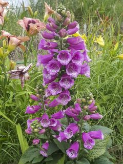 Digitale Camelot Rose F1 Hybrid 