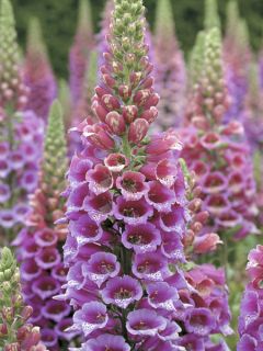 Digitale Candy Mountain 