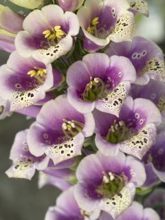 Digitale Candy Mountain Peach 