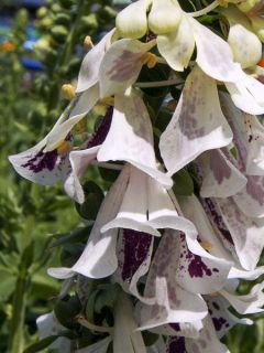 Digitalis Pam's Split - Digitale pourpre