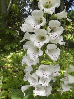 Digitale Snowy Mountain 