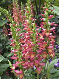 Digiplexis Illumination Flame