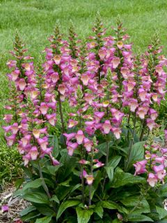 Digiplexis Berry Canary - Digitalis hybride