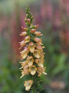 Digiplexis Illumination Apricot - Digitalis hybride
