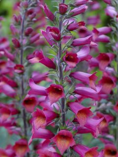 Digiplexis Illumination Raspberry - Digitalis hybride