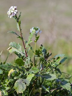 Roquette sauvage Rocky Wild - Diplotaxis erucoides