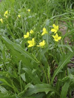Roquette sauvage - Vilmorin