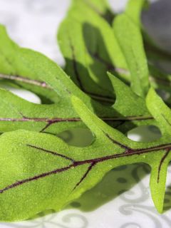 Roquette Dragons Tongue